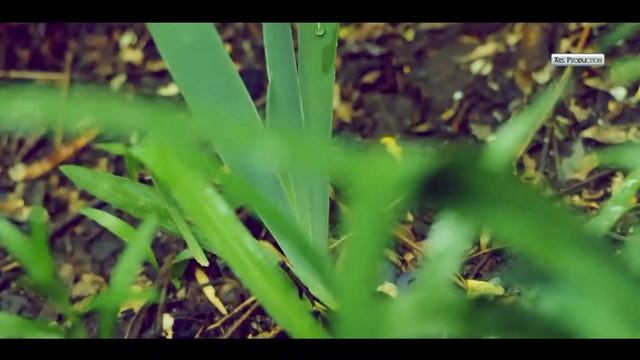 Природа после дождя! Видео.
