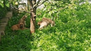 Керн терьеры БАЙ РОМАНСЕ / BY ROMANCE щенки С и Т 2025.