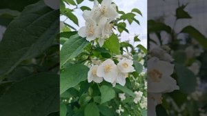 РЕДКИЙ СОЛНЕЧНЫЙ ДЕНЁК В САДУ.