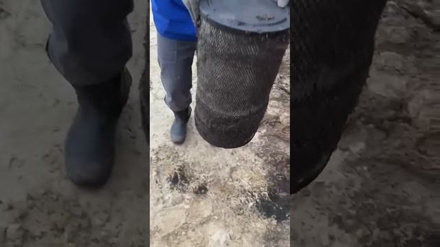 КОМАРОВ ТО НА СЕВЕРЕ НЕТ.... 😱