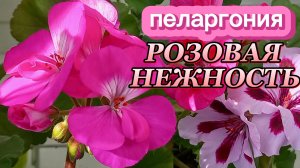 ПЕЛАРГОНИЯ. РОЗОВАЯ НЕЖНОСТЬ.