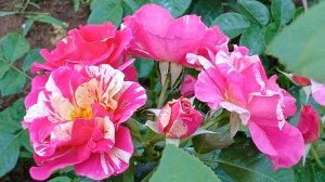 Розы королевы цветов в моей даче 👍💖💖#розы #цветы #дача