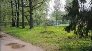Как красиво в лесу