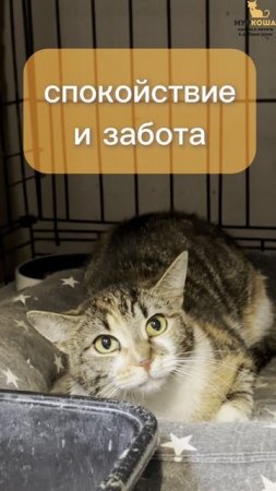 Медалька  ждёт вас в приюте #Муркоша
