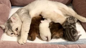 Котятам кошки Кайли 10 дней.