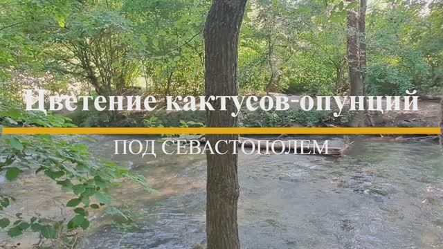 Цветение кактусов-опунций под Севастополем