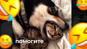 СМЕШНЫЕ ЖИВОТНЫЕ! ПОПРОБУЙ НЕ ЗАСМЕЯТЬСЯ ЧЕЛЛЕНДЖ! ТЫ НЕ СМОЖЕШЬ!