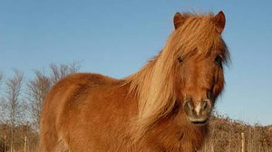 Лета солнечные пони Стихи Ольги Бурлака Муз. и исп. Николая Жукова Видеомонтаж Елены Рыжаковой