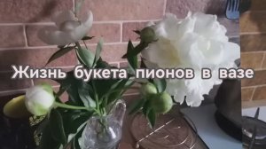 Жизнь букета Пионов!