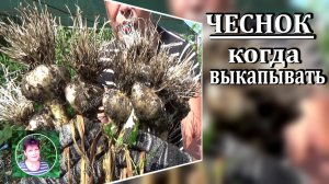Когда выкапывать чеснок чтобы он хорошо хранился