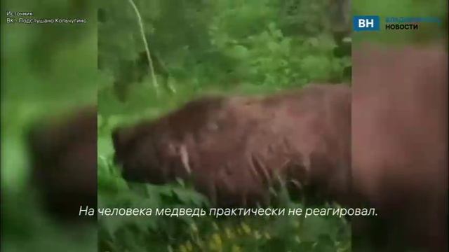 На обочине дороги во Владимирской области заметили медведя
