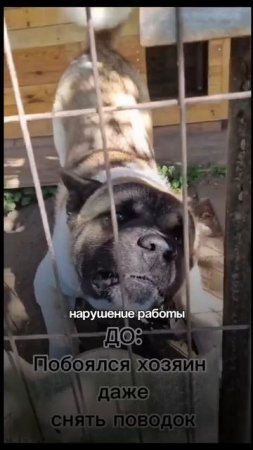 5 скрытых причин зооагрессии 😱