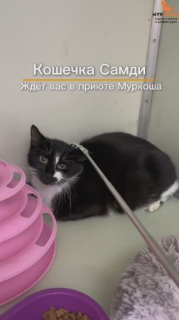 Самди ждёт вас в приюте #Муркоша