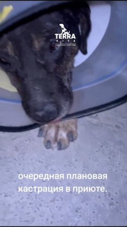 очередная кастрация в приюте
