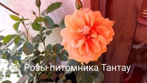 Что цветет на балконе? Розы питомника Тантау