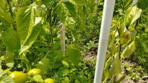 Обзор огорода на 25.06.25. Про урожай и потери