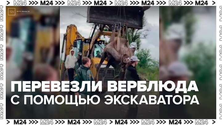 В Ростовской области верблюда пришлось перевозить в новый вольер с помощью экскаватора - Москва 24