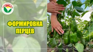 Формировка перцев