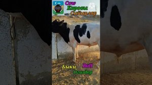 25-06-2025 Быки, Коровы, Телёнки