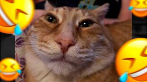 СМЕШНЫЕ ЖИВОТНЫЕ СНЯТЫЕ НА КАМЕРУ 2025! ПОПРОБУЙ НЕ ЗАСМЕЯТЬСЯ 😂