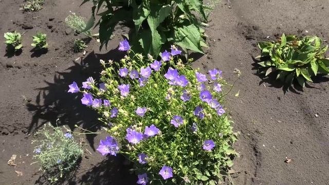Колокольчики карпатские белые и голубые