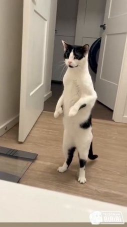 Кот зашёл в ванную