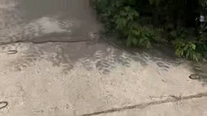 Гроза над лесом