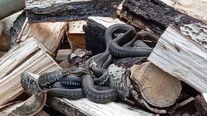 уж обыкновенный