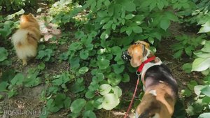 Гуляем с Грейси | Передержка собак Ростов