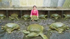 Catching Lots Of Turtle In Mud Pond Goes To Market Sell - Raising Wild Boars, Ducks, Fish.
