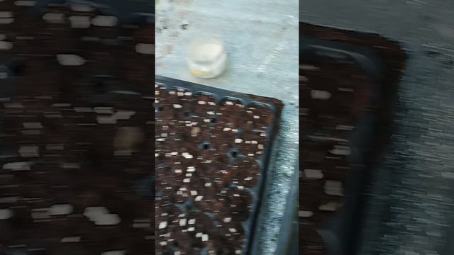 Черенкую Бересклеты Форчуна