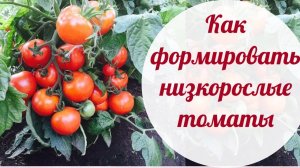 САМАЯ ПОНЯТНАЯ И ПРОСТАЯ ФОРМИРОВКА НИЗКОРОСЛЫХ ТОМАТОВ!