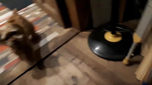 Ринго смотреть онлайн