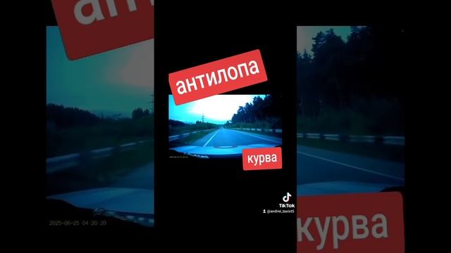 животные.mp4