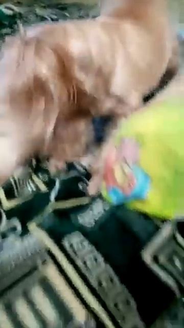 Каструль + Рингопёс смотреть онлайн