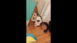 коты собаки 😂