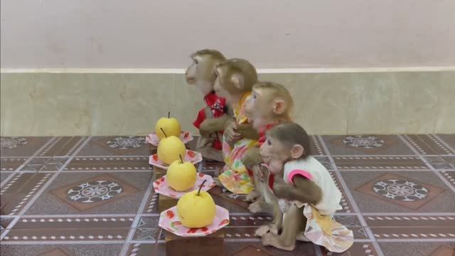 Обезьянки едят ФРУКТ ВКУСНЯШКА Полная ВЕСЕЛЯШКА Улучшаем настроение
