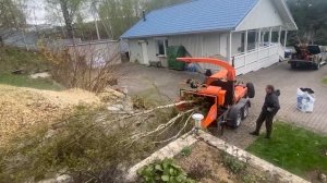 Измельчение целой макушки берёзы