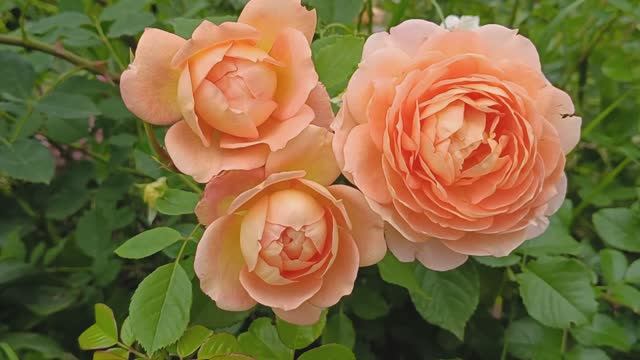 Роза Леди оф Шалот/ Rosa Lady of Shalott в моем саду #роза #сад #цветы #ледиофшалот #растения #лето