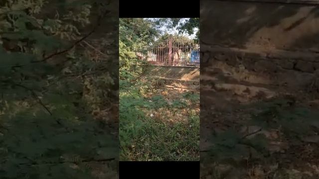 Tribhuvanatha prabhus puspa samadhi at Govardhan. 10222024