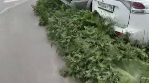 Весеннее пробуждение