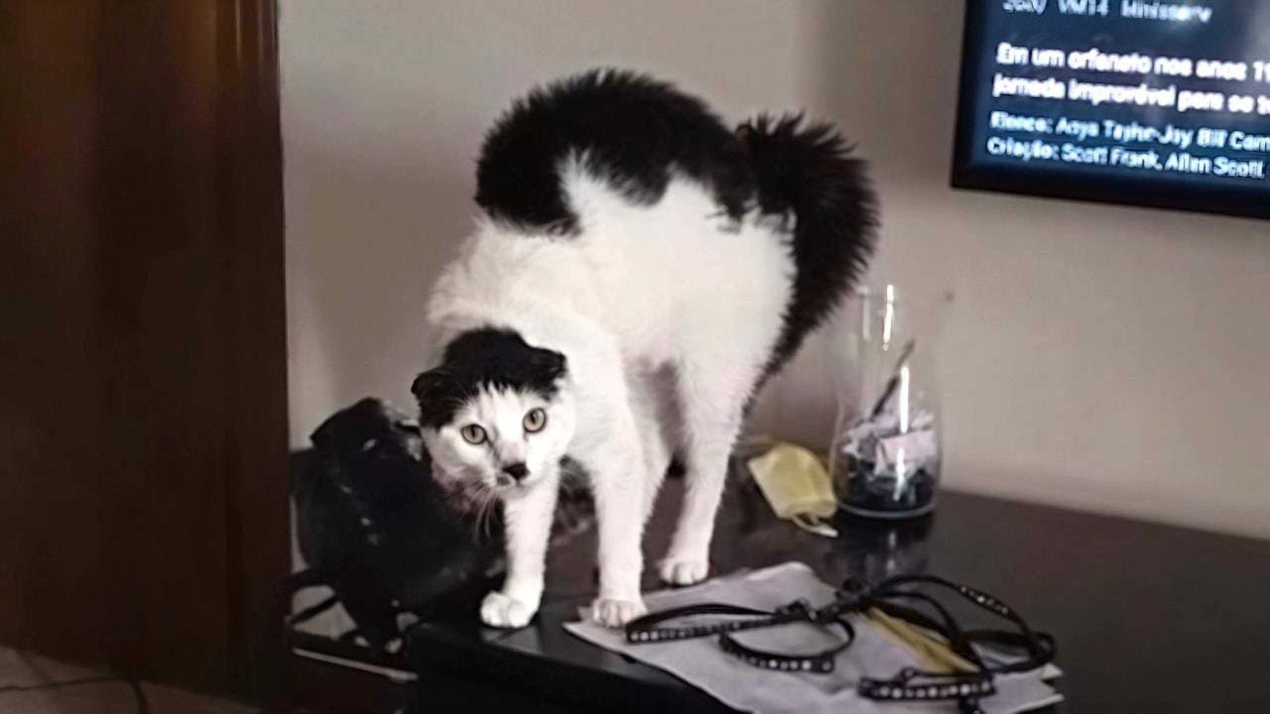 СМЕШНЫЕ КОТЫ 2025 ЛУЧШИЕ ПРИКОЛЫ С КОТАМИ, КОШКИ, КОТИКИ, СОБАЧКИ, СМЕШНОЕ ВИДЕО