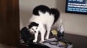 СМЕШНЫЕ КОТЫ 2025 ЛУЧШИЕ ПРИКОЛЫ С КОТАМИ, КОШКИ, КОТИКИ, СОБАЧКИ, СМЕШНОЕ ВИДЕО