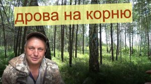 Обзор лесной деляны  2025. Заготовка дров на зиму своими руками.