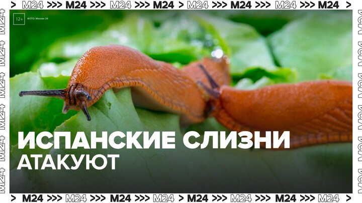 Испанские слизни начали уничтожать урожай дачников в Москве и области - Москва 24