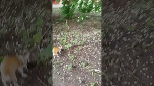 У Сени закончилась вольная жизнь и он вернулся на любимую кровать😁