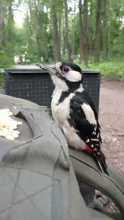 Прилетел дятел
