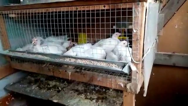 7 штук бройлеров смотреть онлайн