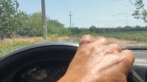 супер газон NEXT