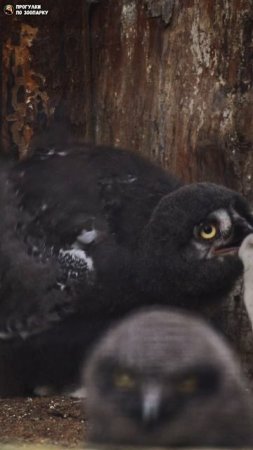 Совёнок получил от мамы мышу. Ленинградский зоопарк